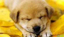 关于狗的作文：小狗狗生病了_700字