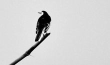 我是一只小鸟_150字