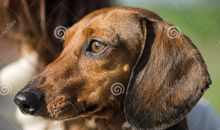 关于狗的作文：调皮逗人的狗_550字