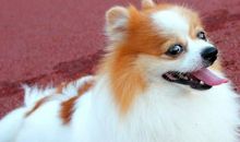 关于狗的作文：可爱的小狗狗_700字