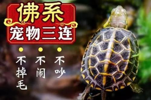[PK Tour]动物组成：可爱的乌龟_450字