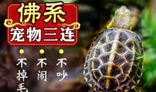 [PK赛]关于动物的作文：可爱的乌龟_450字