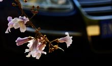 又到梧桐花开时_450字