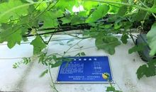 千古风流话周郎_2000字