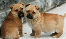 我的小狗花花_450字