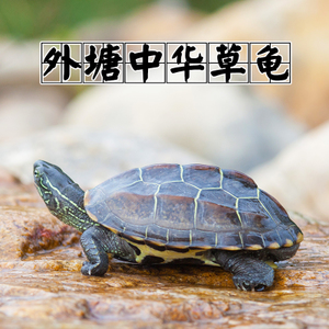 小乌龟_300字