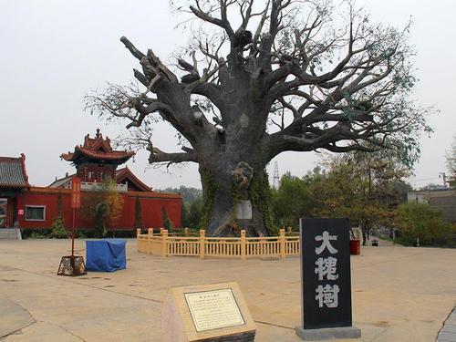槐_600字