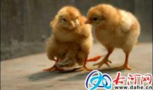 我最喜爱的小动物_600字