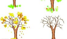 小树的四季_150字