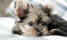 姥姥家的小狗_150字