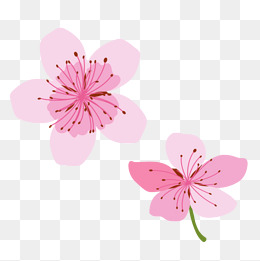 樱花记住_1000字