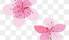 心目中的樱花_1000字