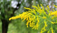 河边小黄花_800字