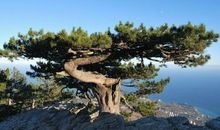 竹、梅、松_400字