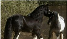 马，我的朋友，马的世界_1200字