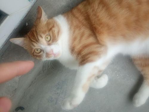 男孩猫和猫男孩读书