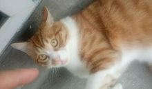 男孩猫和猫男孩读后感