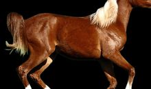 暴风雨中奔跑的马_1200字