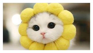 我心爱的小猫