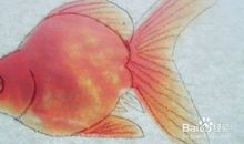 歪尾巴的小金鱼_200字