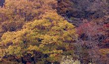 我们生活在薄雾笼罩的城市_600字