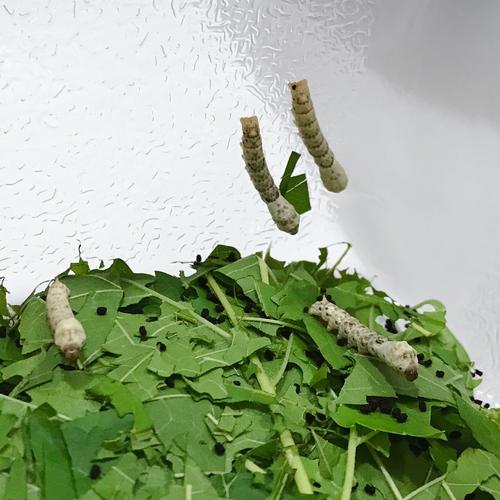 观察蚕