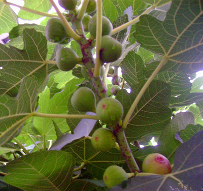 小无花果树