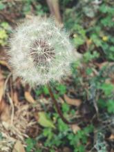 蒲公英[飞行梦] _250字