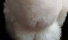 兔子毛之我见_350字