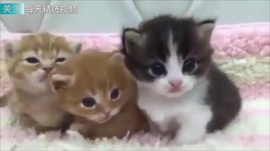 小猫寻找春天