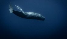 我是一头鲸鱼_550字