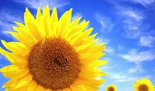 你是我的太阳_800字