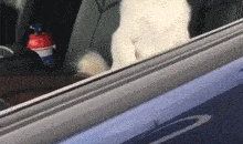 狗之杂谈_1200字