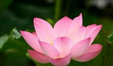 何必讨好_1500字