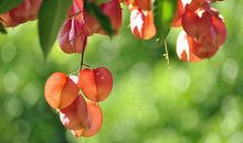 你的微笑让我心生翅膀_900字