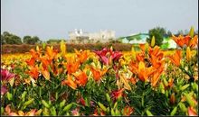 2019年山东日照中考满分作文：有一种美丽唤醒了我（三）_600字