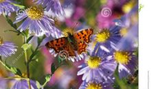 秋天的蝴蝶_200字