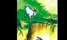 会摇尾巴的狼读后感