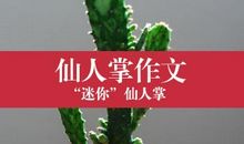 [我的偶像]仙人掌_550字