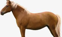 我眼里的马——美好、善良的马_1200字