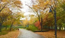 晚秋的公园一角_500字