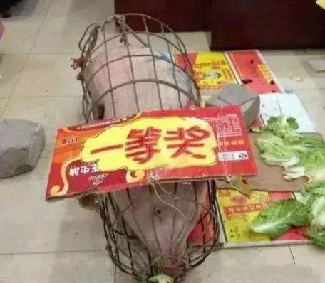 高中美丽的细分