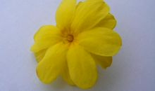 迎春花的微笑_600字