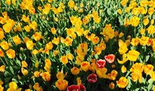 感谢你给了我整个春天_800字