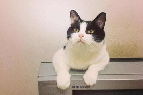 小猫搬家了