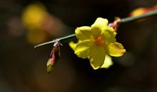 那一枝美丽的迎春花_750字