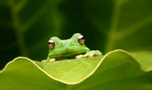 描写青蛙叫声的句子