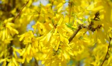 迎春花，你是好样的_350字