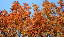 秋天的颜色_500字