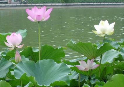 Lianchi Park的四季之美